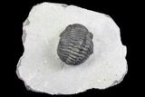 Bargain, Pedinopariops Trilobite - Mrakib, Morocco #137689-5